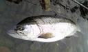 080503niwa-1.jpg